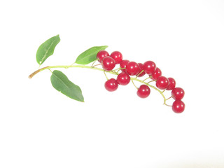 Ветка черемухи