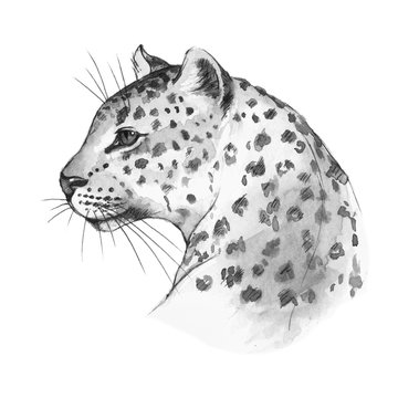 Leopard's head . Watercolor sketch 1. Isolated on white background