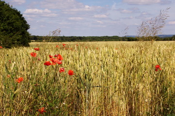 Mohn im Getreidefeld