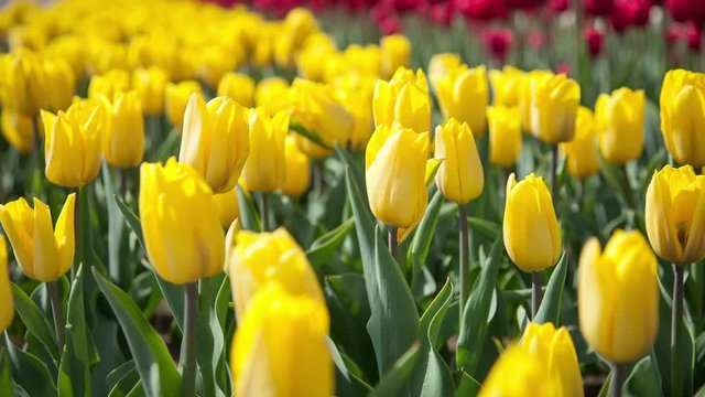 Lovely yellow tulips swaying in the wind