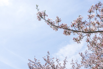 Branches of cherry blossoms　桜の枝