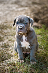 Grey Italian Mastiff puppy, Cane Corso