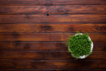 Potted flower over wooden table background with copy space