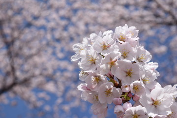 サクラ／満開の桜を撮影した、春イメージの写真です。