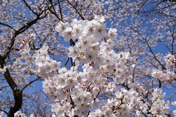 サクラ／満開の桜を撮影した、春イメージの写真です。