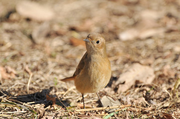ジョウビタキのメス