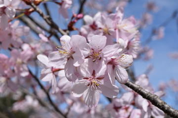 サクラ／満開の桜を撮影した、春イメージの写真です。