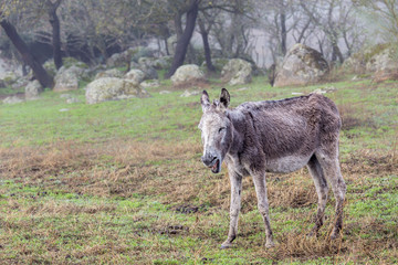 Braying donkey