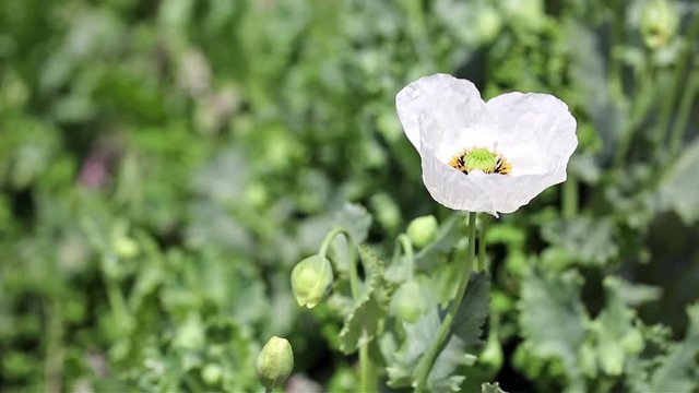 Bee on a white poppy wild flower on a green background