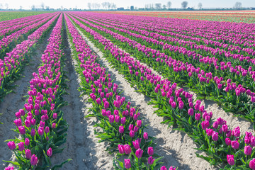 Long rows with pink flowering tulip bulbs