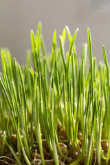 sprouted wheat grains