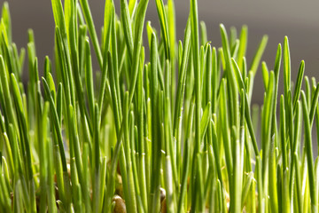 sprouted wheat grains