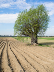 Samotne drzewo na polu © jakubczajkowski