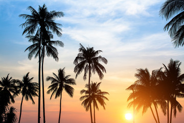 Silhouettes de palmiers contre le ciel lors d& 39 un coucher de soleil tropical.