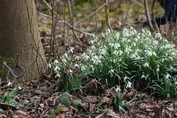 Schneeglöckchen im Wald, Galanthus