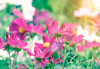 Beautiful pink flowers with sunlight in summer.