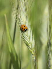 Espiga de cebada con mariquita