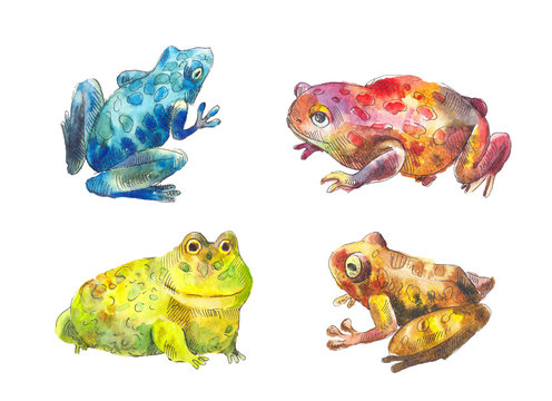 Toads set. Set of different watercolor toads: blue, red, yellow