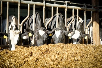 Kühe im Fressgitter fressen Silage in der Morgensonne