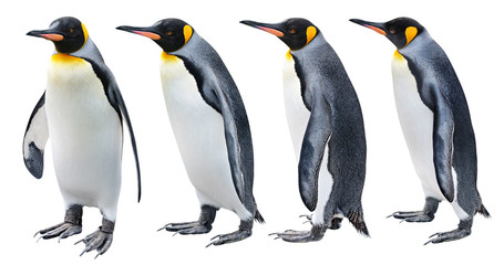 King Penguin in various poses isolated on white with clipping path