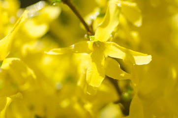 yellow forsythia flowers