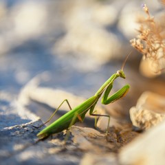 Praying Mantis on rocks