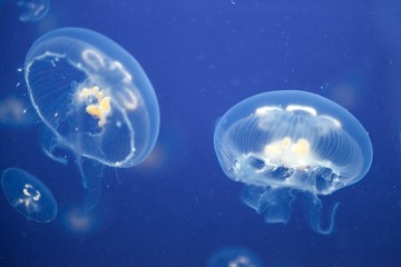 Jellyfish Underwater moving around