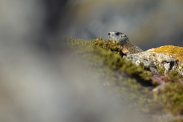 Marmotte dans le parc de la Vanoise
