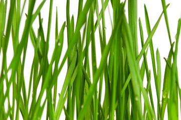 Wheat grass