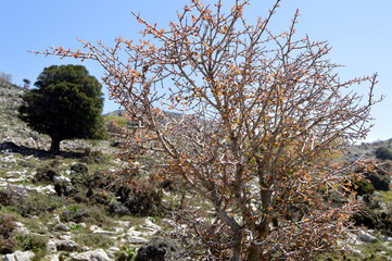 A shrub in the mountain on a hill in Crete.