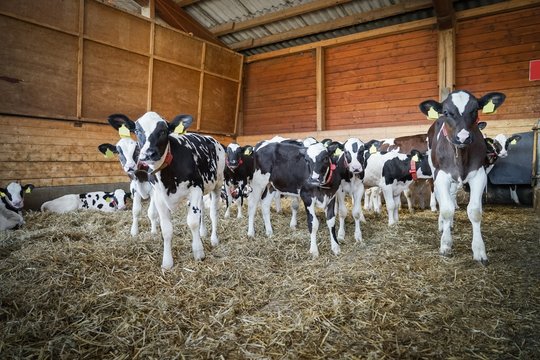 Neugierige K&auml;lber in einem K&auml;lberlaufstall