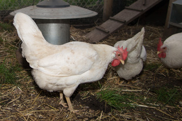 Chicken in the farm near containers with water
