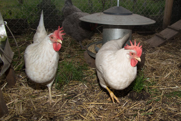 Chicken in the farm near containers with water