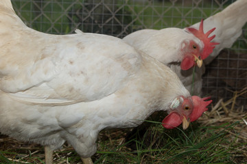 Close up of  white hens standing near fence