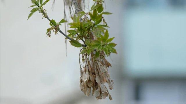 maple  dried seeds on a branch of maple spring day