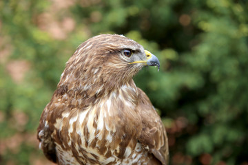 Head shot of an buzzard with blurred green natural background