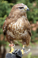 Buzzard sitting on the hand of his unknown falconer
