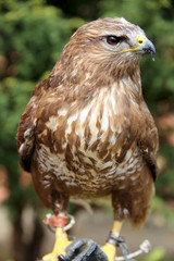 Gentle hawk sitting on unknown bird watcher hand