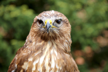 Portrait of a european common buzzard buteo buteo