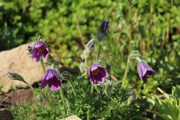 Küchenschelle Blüte