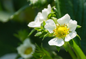 イチゴの花