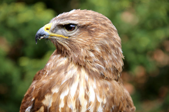 Close up of a common buzzard on natural environment