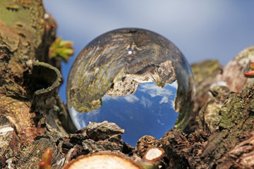 baum und himmel in kristallkugel 