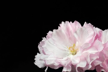 Fototapeta premium pink flowers of Japanese cherry close-up