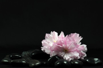 Naklejka na ściany i meble pink flowers of Japanese cherry with smooth river stones close-up