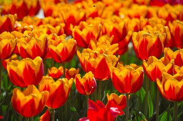 Fresh yellow tulips in warm sunlight. Gardening. Spring flowers.
