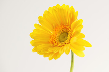 Bright yellow gerber daisy