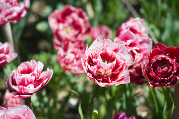 Obraz premium Fresh pink tulips in warm sunlight. Gardening. Spring flowers. 