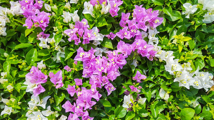 Fototapeta premium blooming bougainvillea, Colorful Paper flower
