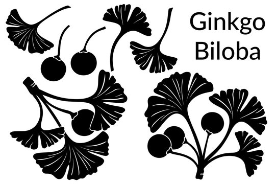 Set of Plant Pictograms, Ginkgo Biloba Tree Leaves and Fruits, Black on White. Vector
